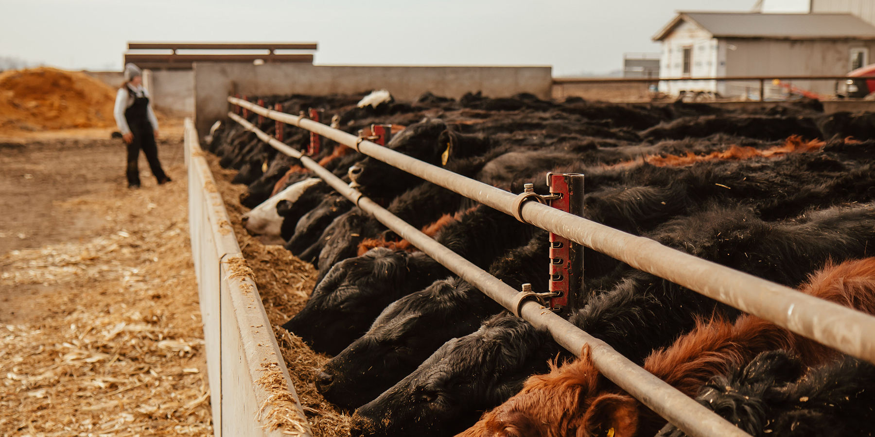 Feedlot cattle protected by LRP insurance