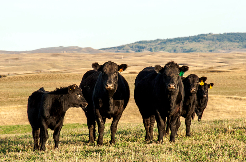 Cattle standing in a pasture on cattle risk management page
