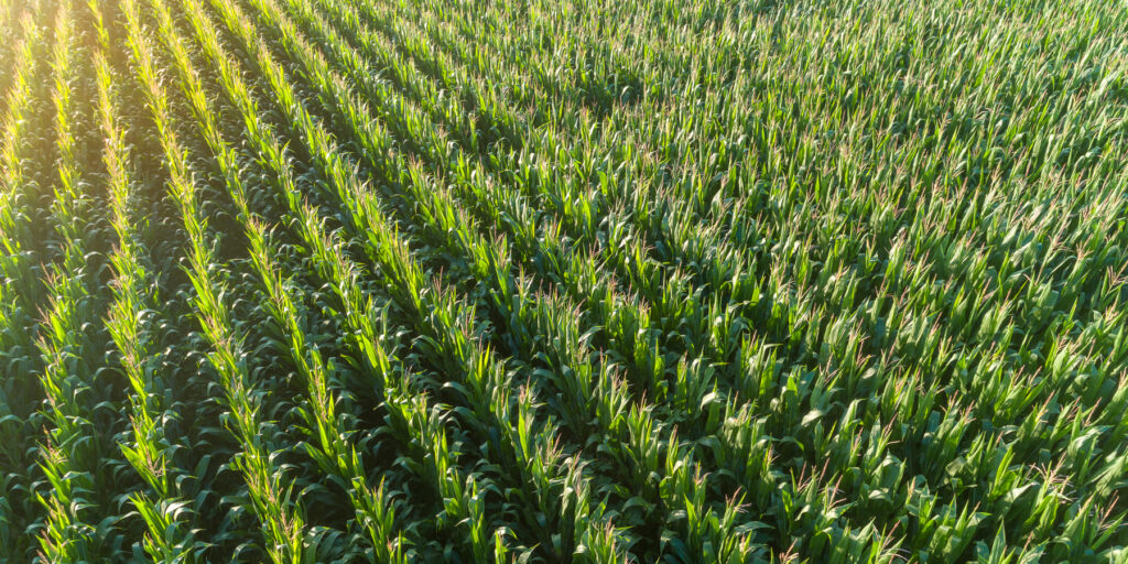 Hero image on grain marketing page