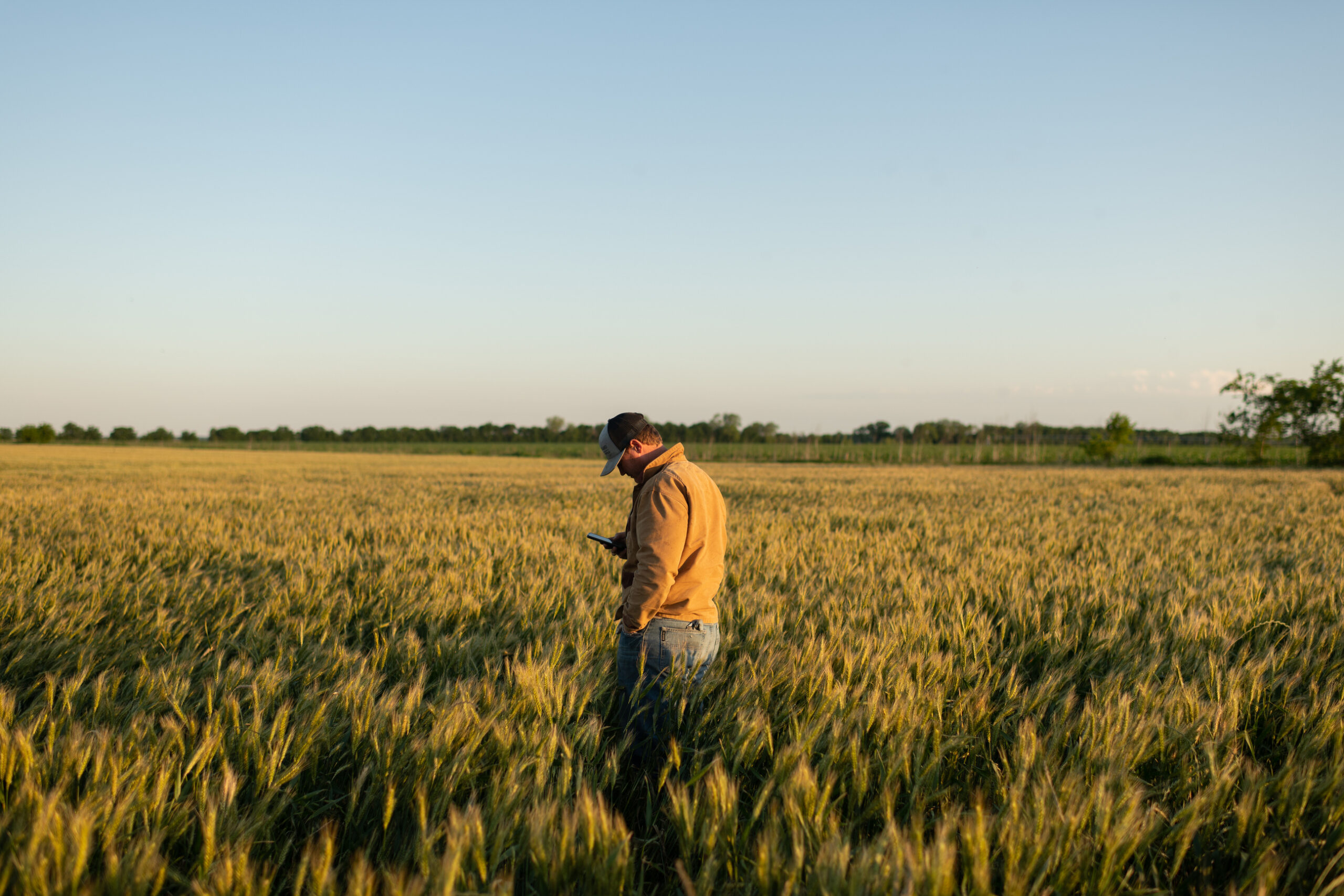 Man standing in field looking at grain marketing plan on phone