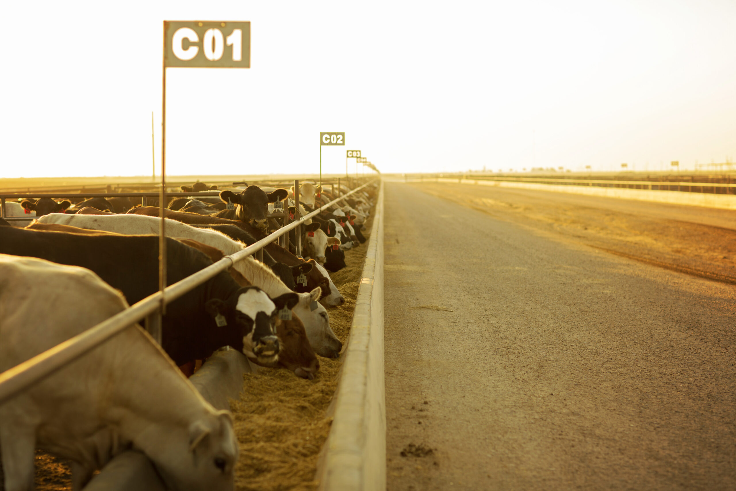 Feedlot cattle protected by LRP insurance