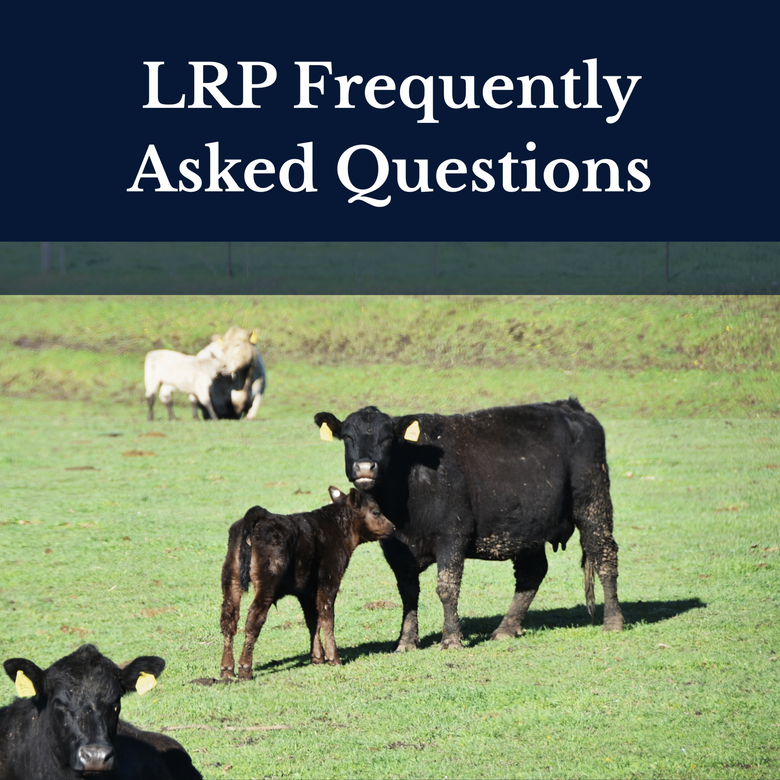 LRP Frequently Asked Questions Image